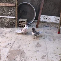 کفتر پرشی|پرنده|قم, نخودی|دیوار