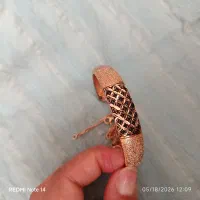 دست بند دخترانه
