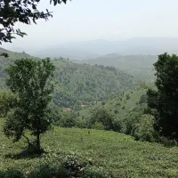 زمین-1100-متری-روستای-علیسرود-لاهیجان