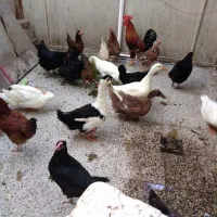 مرغ وخروس واردک