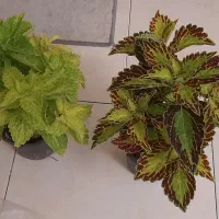 انواع حسن یوسف بذر خارجی و فیکوس وآدنیوم تنه دار|گل و گیاه طبیعی|تهران, ونک|دیوار