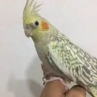 ۱۶شهریورگمشده ۱میلیون مژدگانی