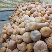 کولکە یا کدوحلوای