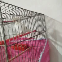 یک جفت قناری گلاستر اورجینال