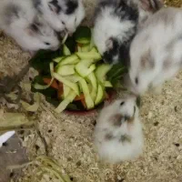 همستر  فقط ۵۰ هزار تومان|موش و خرگوش|اصفهان, مهدی آباد|دیوار