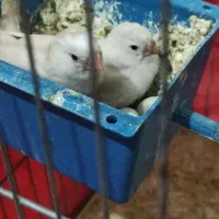 ۶ عدد فنچ  و چهار تخم همراه با دو قفس و وسایل|پرنده|کرمانشاه, |دیوار