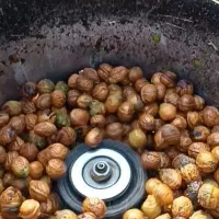 گردو پوست کن