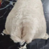 خیگ