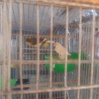 قناری نروماده|پرنده|مهدی شهر, |دیوار