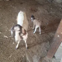 یک عدد بز با کره دو عدد توشک افغانی اصل