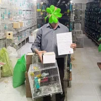 کوتوله برزیلی/قناری/پرنده/عروس هلندی/طوطی|پرنده|مشهد, فاطمیه|دیوار