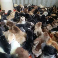 پخش و فروش جوجه محلی 10روزه واکسینه شده|حیوانات مزرعه|رفسنجان, |دیوار