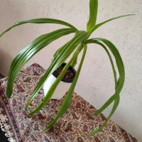 فروش انواع گلهای هیدروپونیک شده و خاکی|گل و گیاه طبیعی|نائین, |دیوار