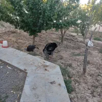 بوقلمون نر و ماده|حیوانات مزرعه|مشهد, احمدآباد|دیوار
