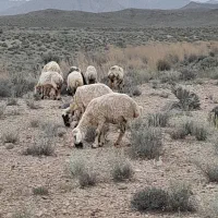 ۱۰ راس گوسفند داشتی