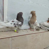 کله ای|پرنده|اهواز, شهرک رزمندگان|دیوار