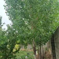 فروش-450-متر-زمین-چسب-بافت