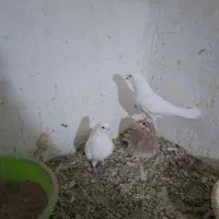 کبوتر فروشی لوتی و شازده و سررور|پرنده|ایلخچی, |دیوار