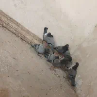 کفترچایی.تهداد5عدد|پرنده|رضویه, |دیوار