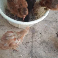 جوجه محلی گلپایگانی