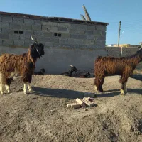 فروش چوش نر