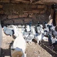 سیدشهدا 1|پرنده|بیرجند, |دیوار