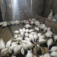 بوقلمون بیوتی