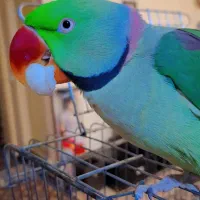 شاه طوطی نر بالغ کاملا آرام سخنگو باهوش بالا|پرنده|کرج, شهرک فهمیده|دیوار