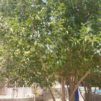 فروش باغ ویلایی ۳۰ متری ۱ خوابه در بوستان ناژوان|فروش خانه و ویلا|اصفهان, بوستان ناژوان|دیوار