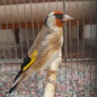 سهره نر