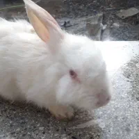 خرگوش دو عدد