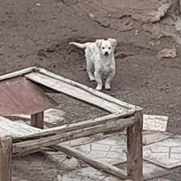 سگ پاکوتاه|سگ|محمدیه-قزوین, |دیوار