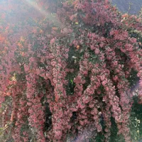 خریدارزرشک تر