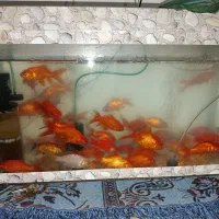 ماهی قرمز