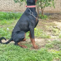 دوبرمن|سگ|اهواز, دانشگاه چمران|دیوار