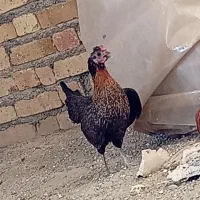 مرغ و خروس