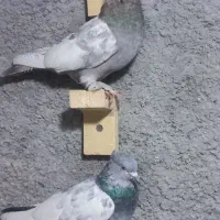 سفید عروس و سینه|پرنده|شیراز, کوشک میدان|دیوار