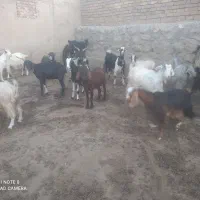بز  گوسفند