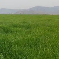 6000متر-زمین-کشاورزی-بدون-آب-سند-دار