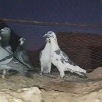 یک دسته 19تانر