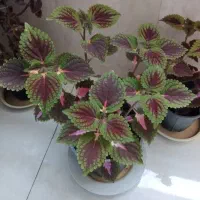 دو عدد گلدان حسن یوسف دو تای آخر قلمه هستند