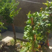 اجاره واحد مسکونی ویلایی حیاط دار