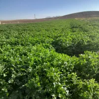 ۳۰هکتار زمین کشاورزی یک تیکه