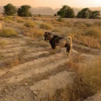 پازن برای فروش