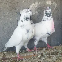 جفت کله دار اصیل کاشان