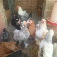 مرغ و خروس نژاد دار و محلی