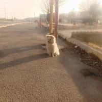 پاکوتاه پامرین نر یک ساله