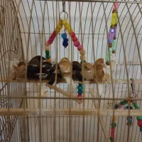 فنچ بنگالی (معاوضه)|پرنده|اندیشه, اندیشه فاز ۳|دیوار