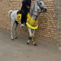 اسب عرب مصری. عرب . کرد