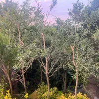 گل شیشه شور سطل چهل